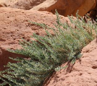 Whole plant