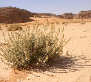 Whole plant