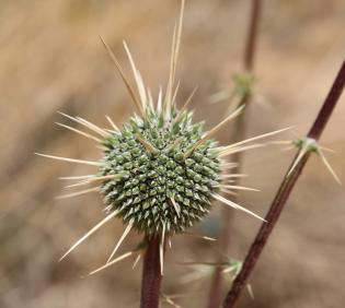 Echinops glaberrimus fruit