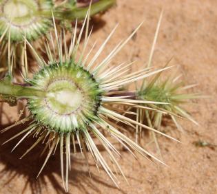 Echinops glaberrimus fruit