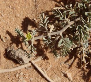 Tribulus terrestris floer