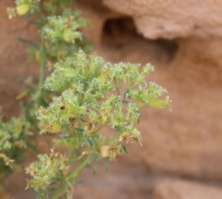 Pteranthus dichotomus fruits