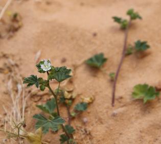 Malva parviflora flower