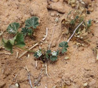 Malva parviflora flowers