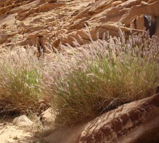 Whole plant