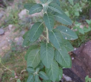 Withania somnifera leaves