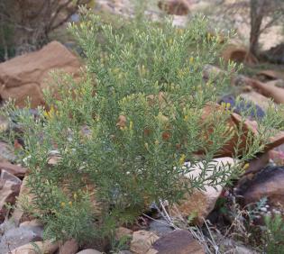 Whole plant