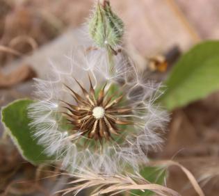 Urospermum picroides fruits