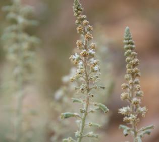 Reseda muricata flowers and fruits