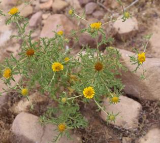 Whole plant