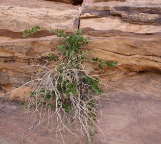 Whole plant