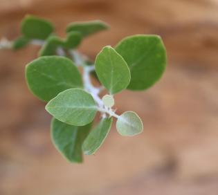 Capparis spinosa leaves