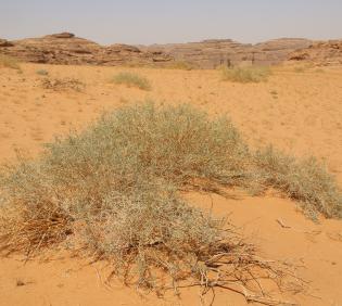 Whole plant