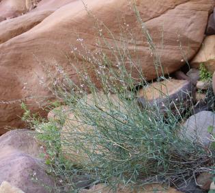 Whole plant