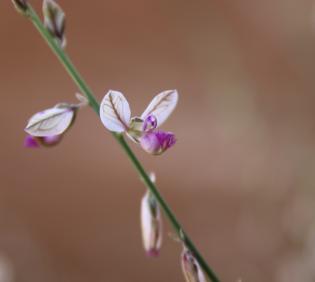 Polygala sinaica var. glabrescens flower