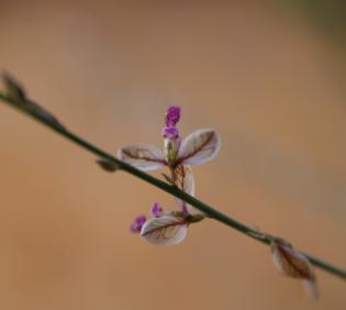 Polygala sinaica var. glabrescens flower