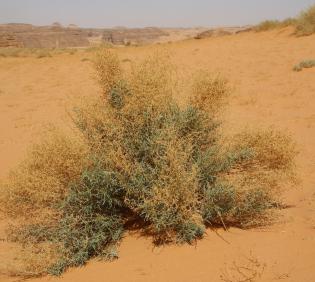 Artemisia monosperma