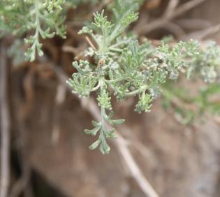 Artemisia sieberi leaves