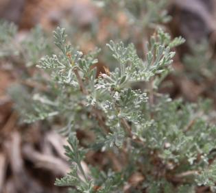 Artemisia sieberi leaves