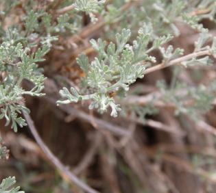 Artemisia sieberi leaves