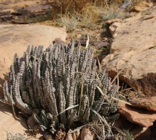 Whole plant