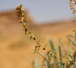 Artemisia monosperma fruits