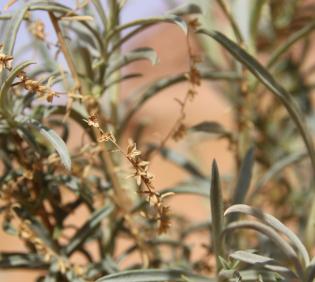 Artemisia monosperma fruits