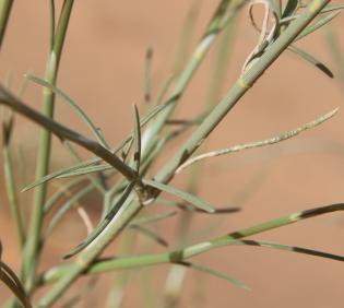 Deverra triradiata leaves