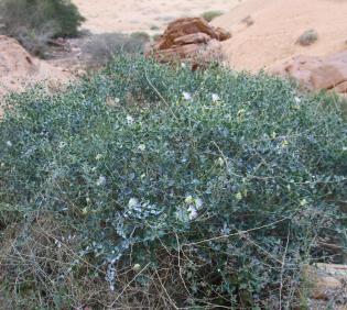 Whole plant