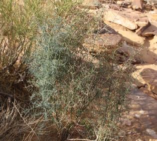 Whole plant