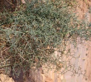Whole plant