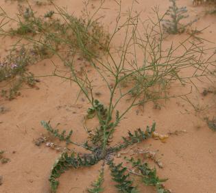 Whole plant
