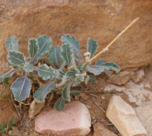 Whole plant