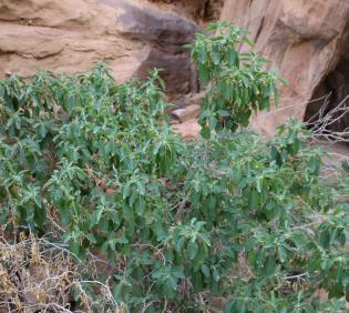 Whole plant