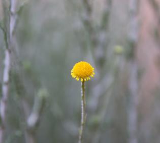 Pulicaria undulata flowers
