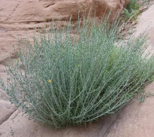 Whole plant