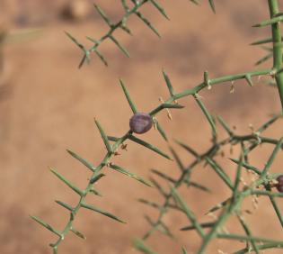 Asparagus horridus fruit
