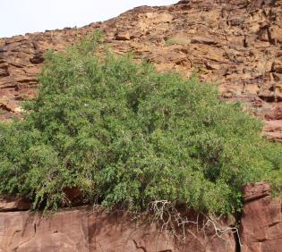 Whole plant