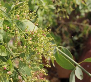 Salvadora persica flowers and fruits