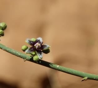 Periploca aphylla flower