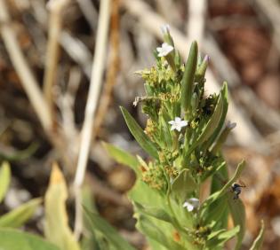 Rhazya stricta flowers