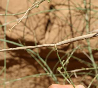 Periploca aphylla fruits