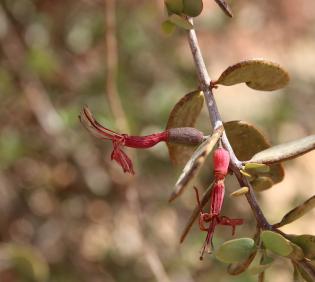 Plicosepalus acaciae flowers