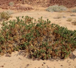 Whole plant