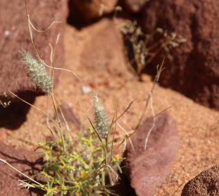 Whole plant