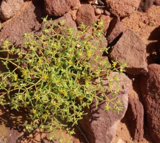 Whole plant