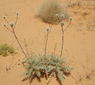 Whole plant
