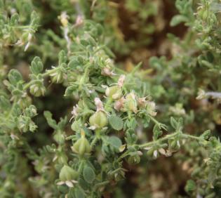Zygophyllum molle fruits