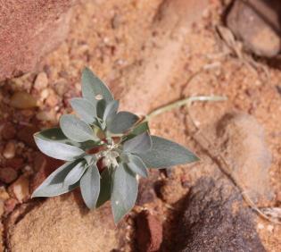 Whole plant