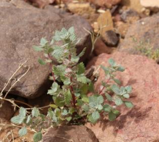Whole plant